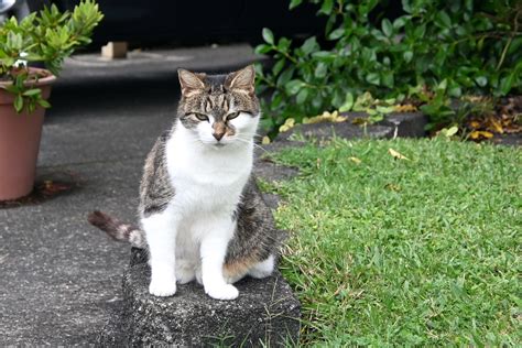 Ellie At Auckland New Zealand Stephen Satherley Flickr