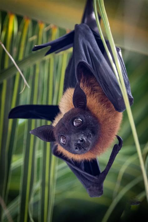 Bats A Spooky Season Icon Are Our Lifeform Of The Week