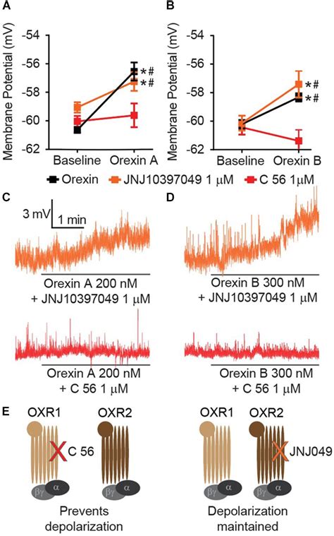 Frontiers Orexin Depolarizes Central Amygdala Neurons Via Orexin