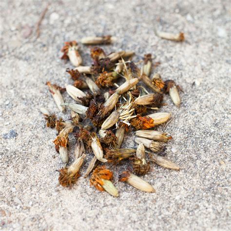 How To Save Your Own Marigold Seeds • Gardenary