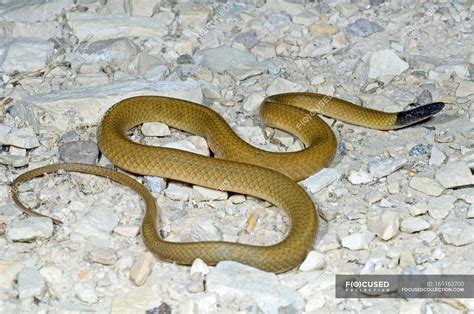 Centipede Snake Stock Photos Royalty Free Images Focused