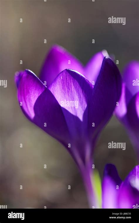 Krokus Crocus In Einer Makroaufnahme Stock Photo Alamy