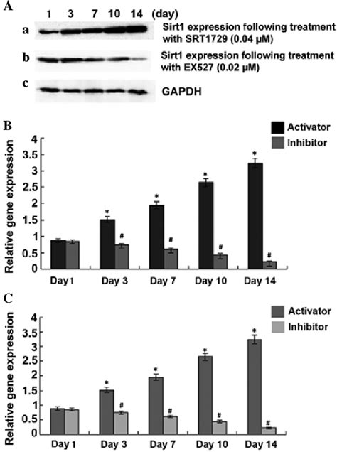 Expression Of Sirt1 In TSCs Aa And Ab Expression Of Sirt1 In TSCs On