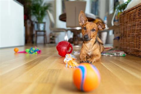 Los 6 Mejores JUGUETES Para PERROS