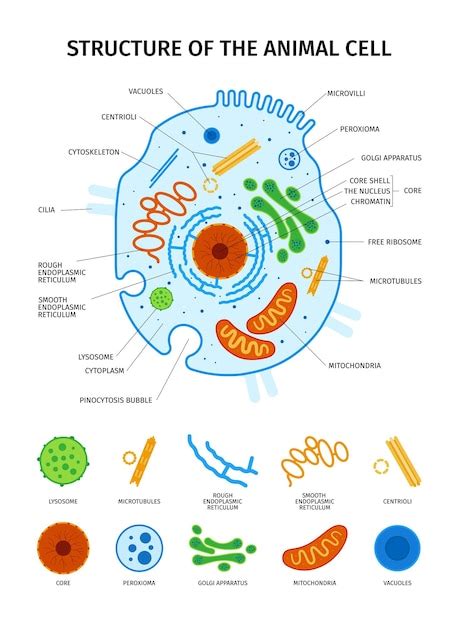 Biology Cell Structure Vectors & Illustrations for Free Download | Freepik