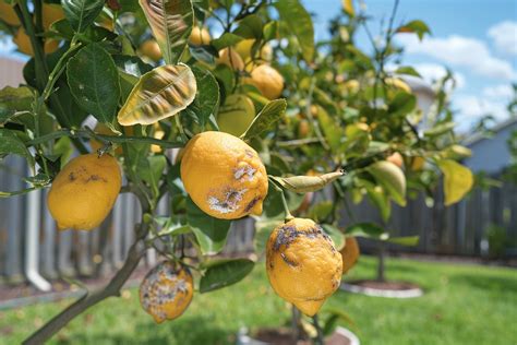 Mon citronnier perd ses feuilles comment réagir