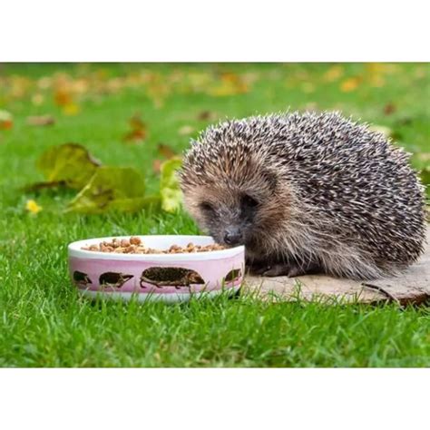 Hedgehog Food Bowl | Myrte Hedgehog Bowl