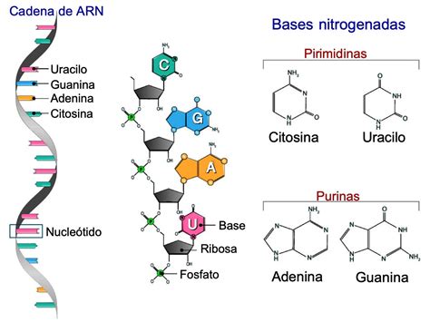 Estructura Del Adn Y Arn