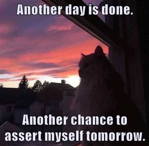 Tomorrow is a new day - Lolcats - lol | cat memes | funny cats | funny ...