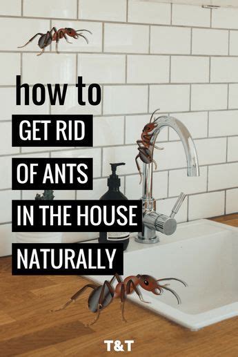 Need To Get Rid Of Ants In The House Kitchen Or Yard These 5 Tips