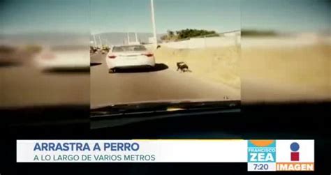 Mujer Amarra A Perro A La Cajuela De Su Auto Y Lo Arrastra Por Varios