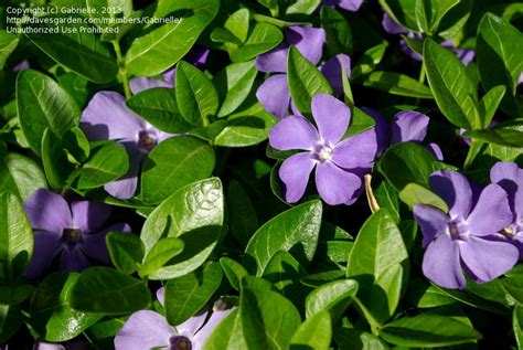 Plantfiles Pictures Vinca Species Common Periwinkle Creeping Myrtle