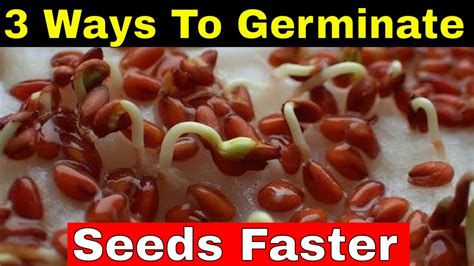 Top Ways How To Germinate Seeds Faster At Home Youtube