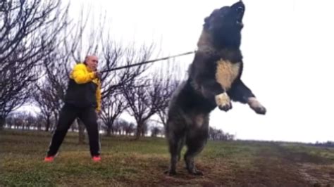 El Gigante Pastor Cauc Sico El Perro Asesino De Lobos Youtube