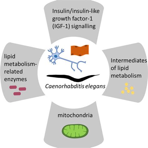 Schematic Representation Of The Main Molecules And Organelles Linking