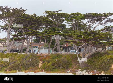 Monterey Cypress Trees Cupressus Macrocarpa Along The Carmel Beach At Carmel California