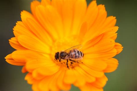 Pollinisation Abeille Fleur Photo Gratuite Sur Pixabay Pixabay