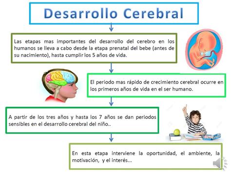 Neurociencias Diversidad E Inclusión Desarrollo Cerebral