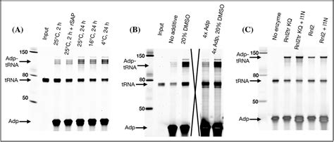 T4 Rna Ligase Buffer | New England Biolabs | Bioz