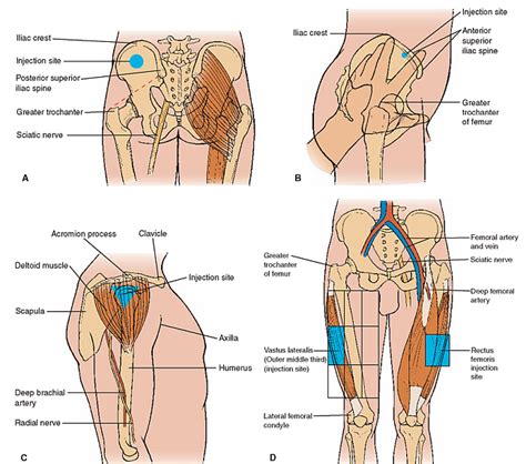 B12 Vitamin Store A Manual For You All What Are B12 Injections Where To Give B12 Injections