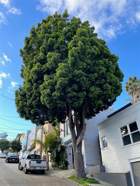 San Franciscos Top 10 Trees — San Francisco Trees