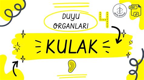 Duyu Organları Kulak Konu Anlatımı PDF 11 SINIF AYT Biyoloji PDF