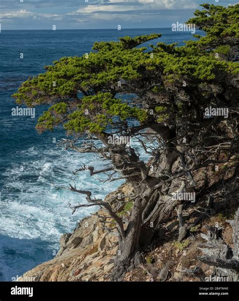 Old Monterey Cypress Hesperocyparis Macrocarpa Trees On Point Lobos