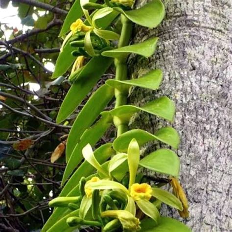 Kit Mudas Orqu Dea Vanilla Planifolia Baunilha Sem Flor