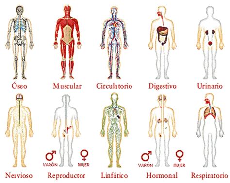 Salud E Higiene Los Sistemas Del Cuerpo Humano