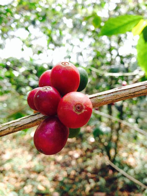 Oromo Café de Altura