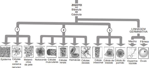 AIO Observe O Esquema Abaixo Os Numeros 1 2 E 3 Equivalem