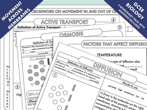 Gcse Biology Diffusion Osmosis And Active Transport Worksheet Pack Teaching Resources