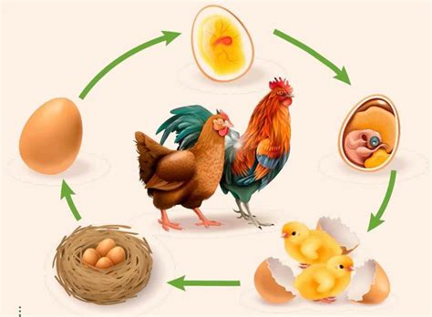 Ciclo De Vida De Las Aves Nacimiento Crecimiento Y Reproducción