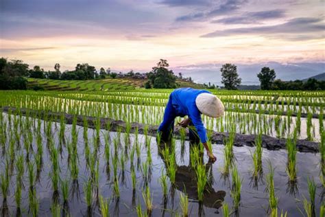 detail gambar petani menanam padi  sawah koleksi nomer