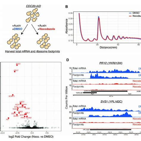 Ribosome Profiling Reveals A Nocodazole Induced Translational Response