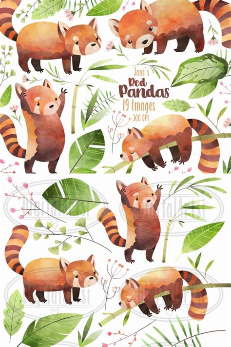 Watercolor Red Pandas Clipart MasterBundles