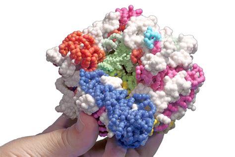 Creating A Model Of A Ribosome Crafts