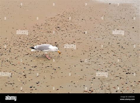 seagull  walking   beach picking  seashells stock photo alamy