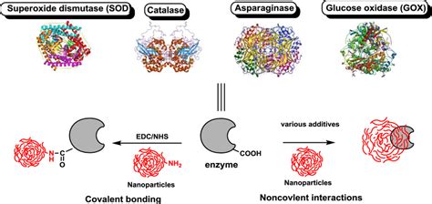 Enzyme Immobilization On Nanocarriers Through Covalent Binding Or