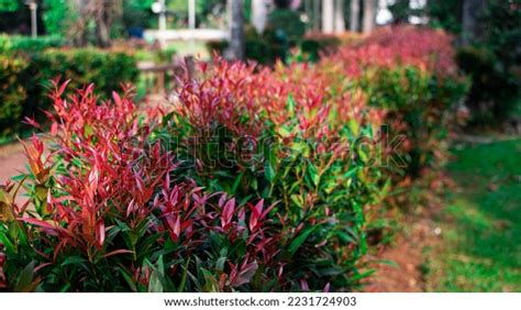 Exotic Leaves Red Shoots Syzygium Myrtifolium Stock Photo 2231724903