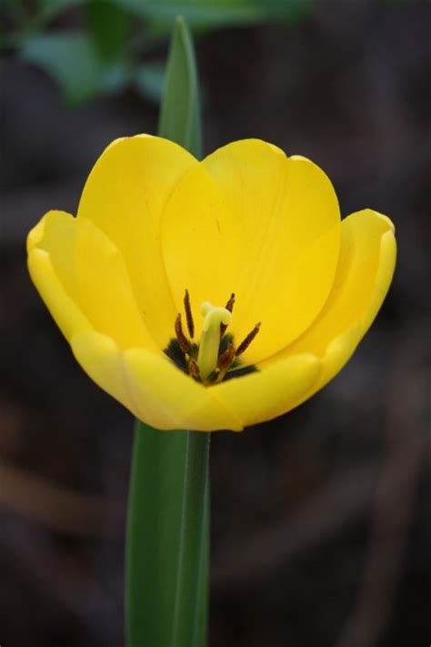 Yellow Tulip – Photos Public Domain