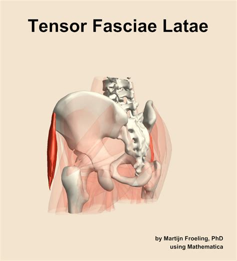 The Tensor Fasciae Latae Muscle Of The Hip