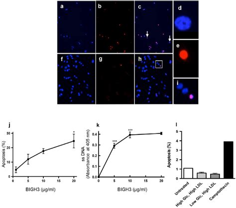 Bigh Promotes Renal Cell Apoptosis Rptec Were Treated With G Ml