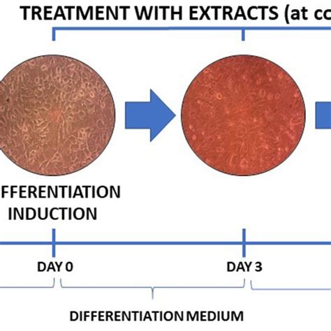 Scheme For T L Preadipocyte Differentiation And Plant Extract