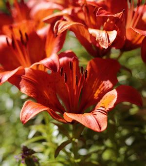 Kostenlose Foto Natur Blatt Blume Bl Tenblatt Orange Rot Makro