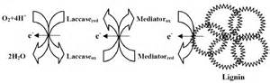 Schematic Diagram Of Lignin Degradation By Laccase Mediator System Lms