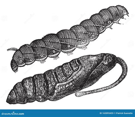 Larva And Chrysalis Of Sphinx Quinquemaculatus Vintage Engraving