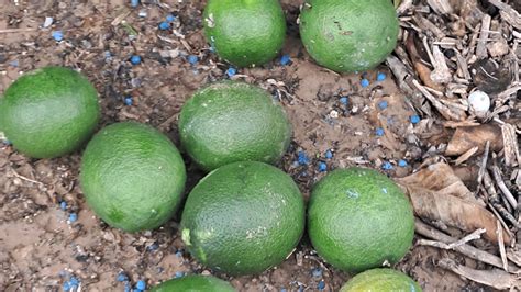 La Ribera Sufre Daños En Cítricos Y Caquis Por El Granizo Y El Viento