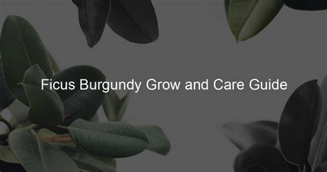 Ficus Burgundy Grow And Care Guide Ficus To Life