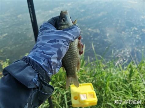 传统钓该配什么线组？浅谈朝天钩和睡钩，在野钓鲫鱼中的区别 知乎